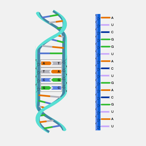 nucleic-acid_dyn