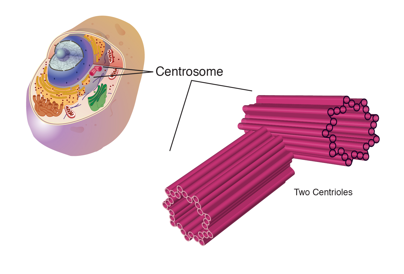  centrosome