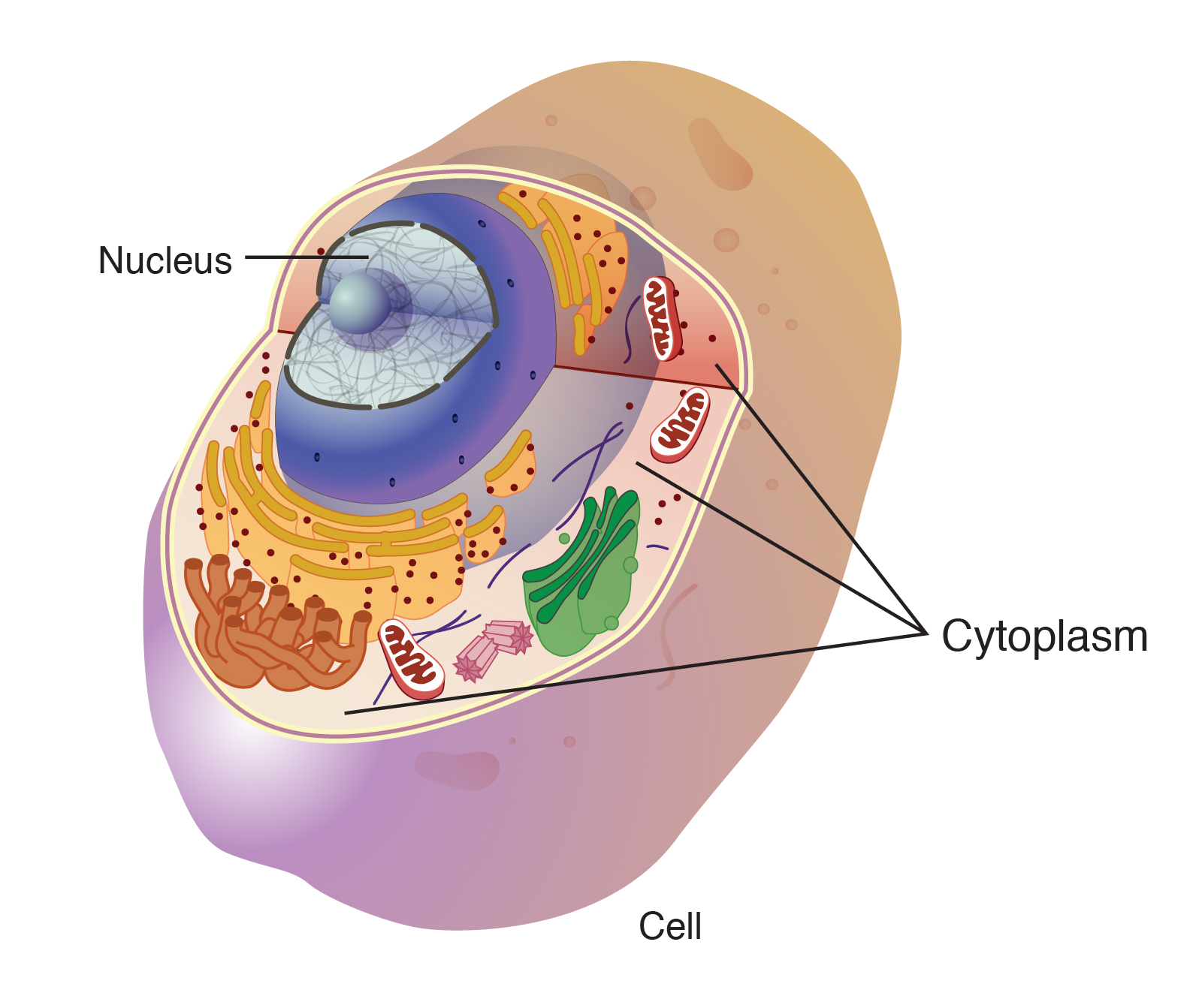  cytoplasm