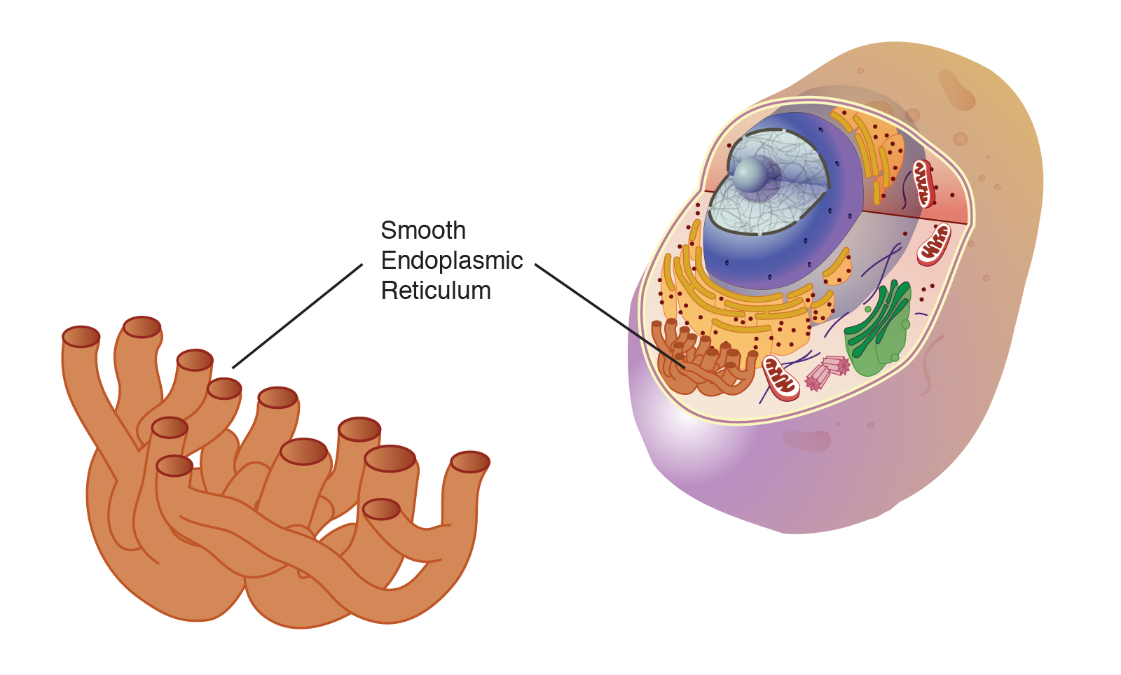  endoplasmic_reticulum_smooth