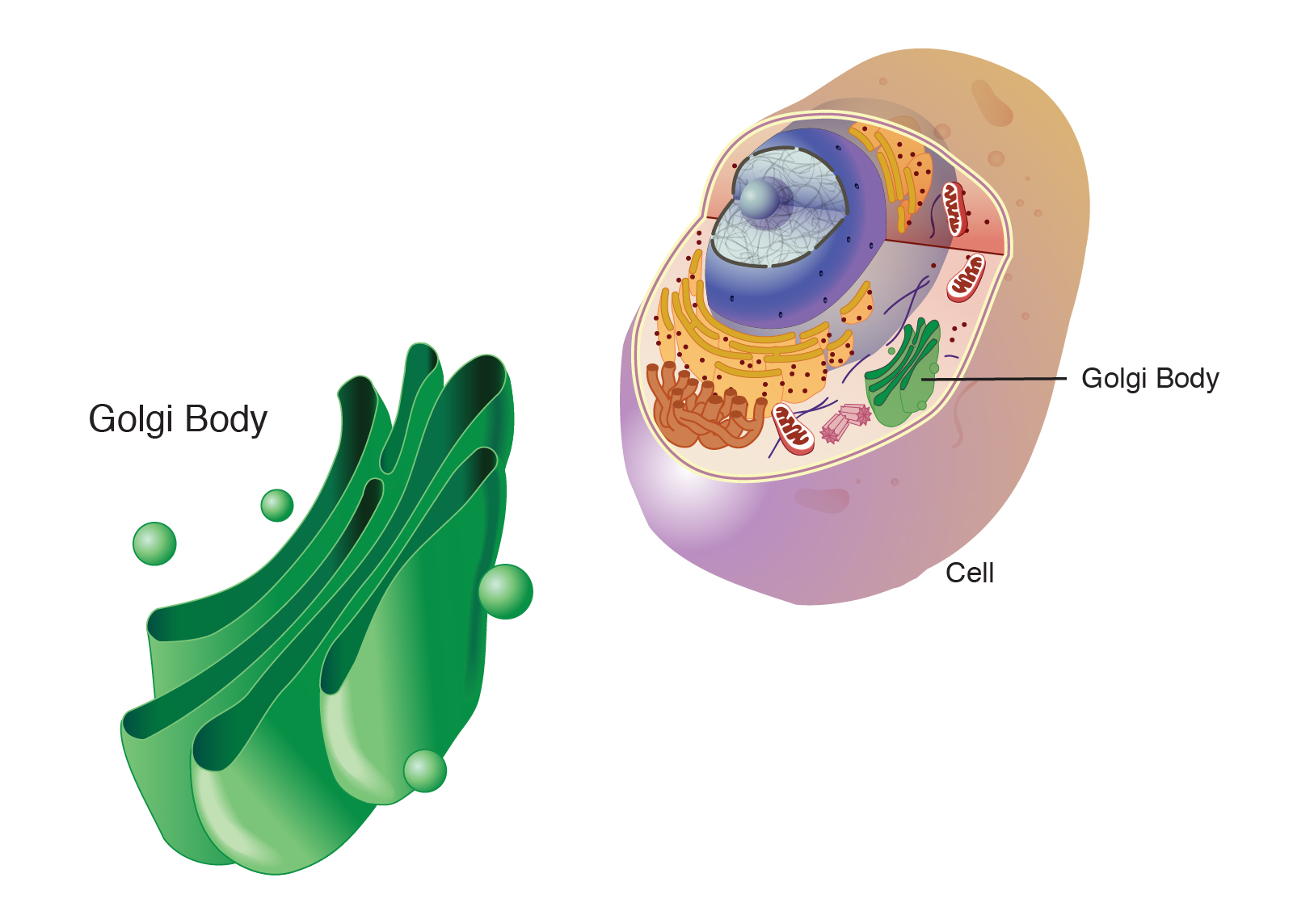  golgi_body