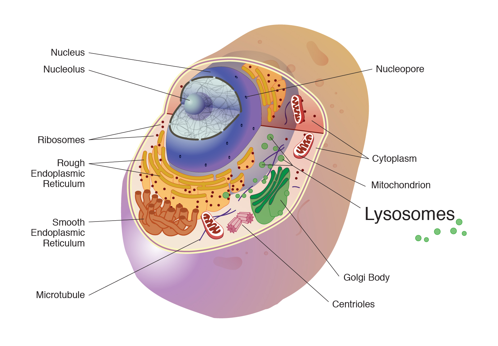  lysosome