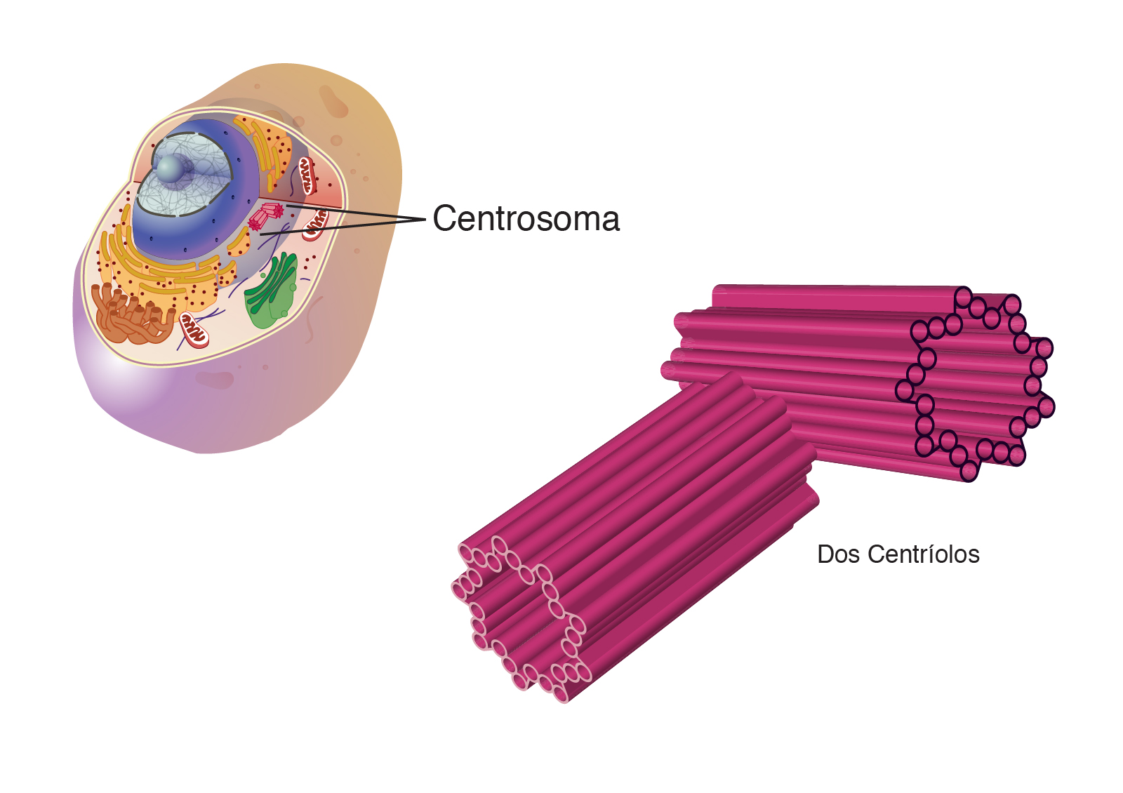  Centrosoma