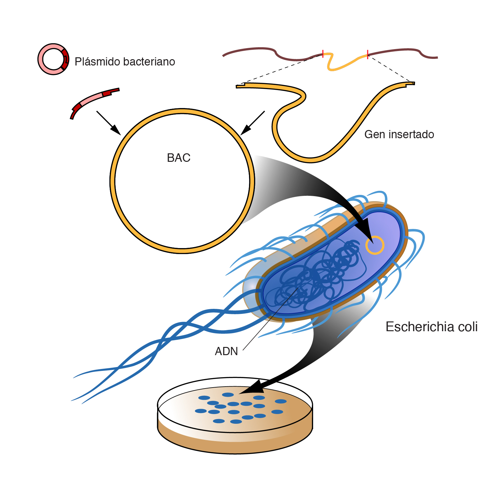  Cromosoma_artificial_bacteriano__BAC_