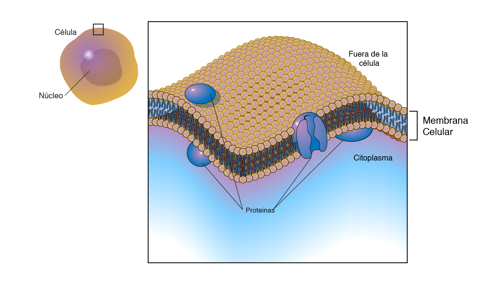  Membrana_celular__membrana_citoplasma__tica_