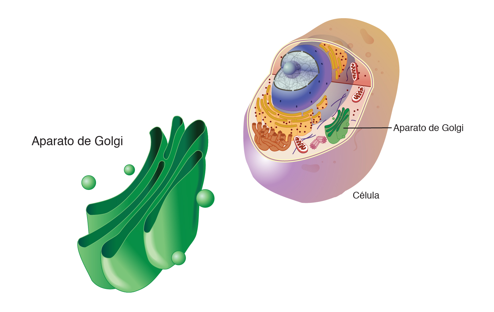  ___Aparato_de_Golgi