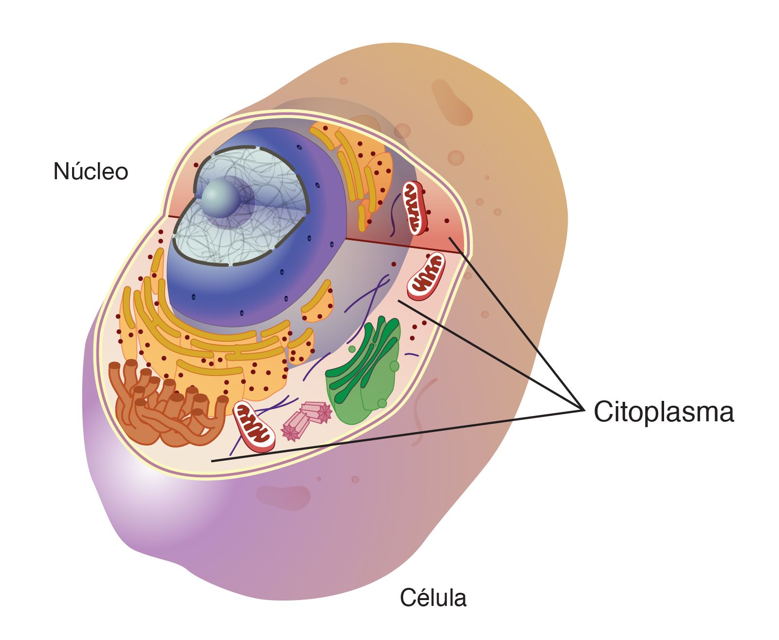  ___Citoplasma